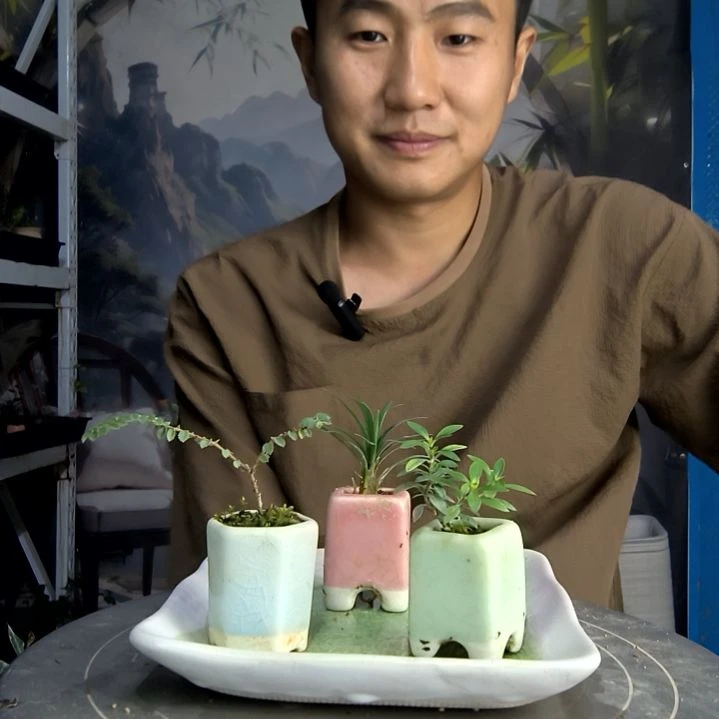 l*q中青园艺一物一拍65