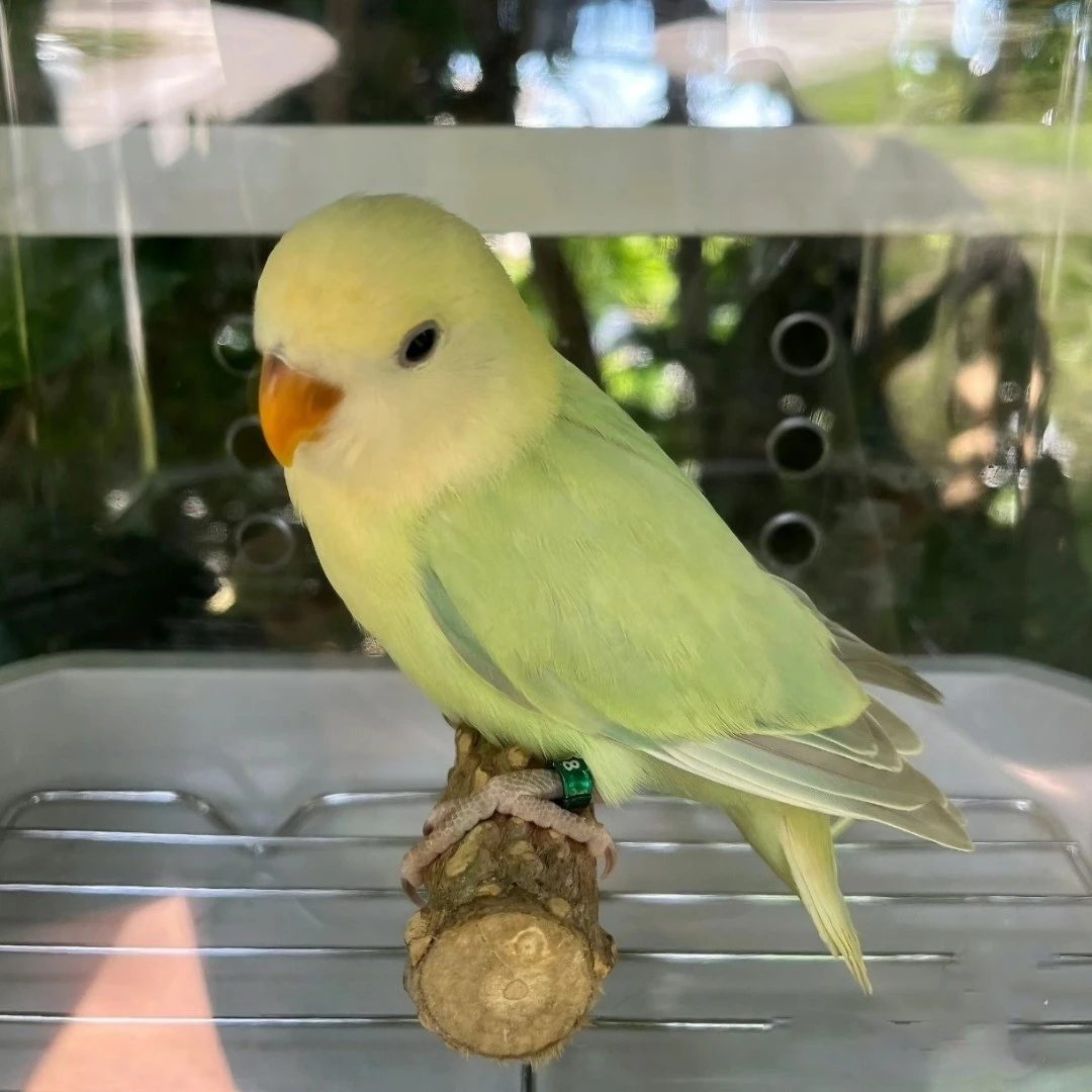 手养亲人牡丹鹦鹉 紫罗兰 奥桂 伊莎 花桃 金头 苹果绿 绿闪 松熏