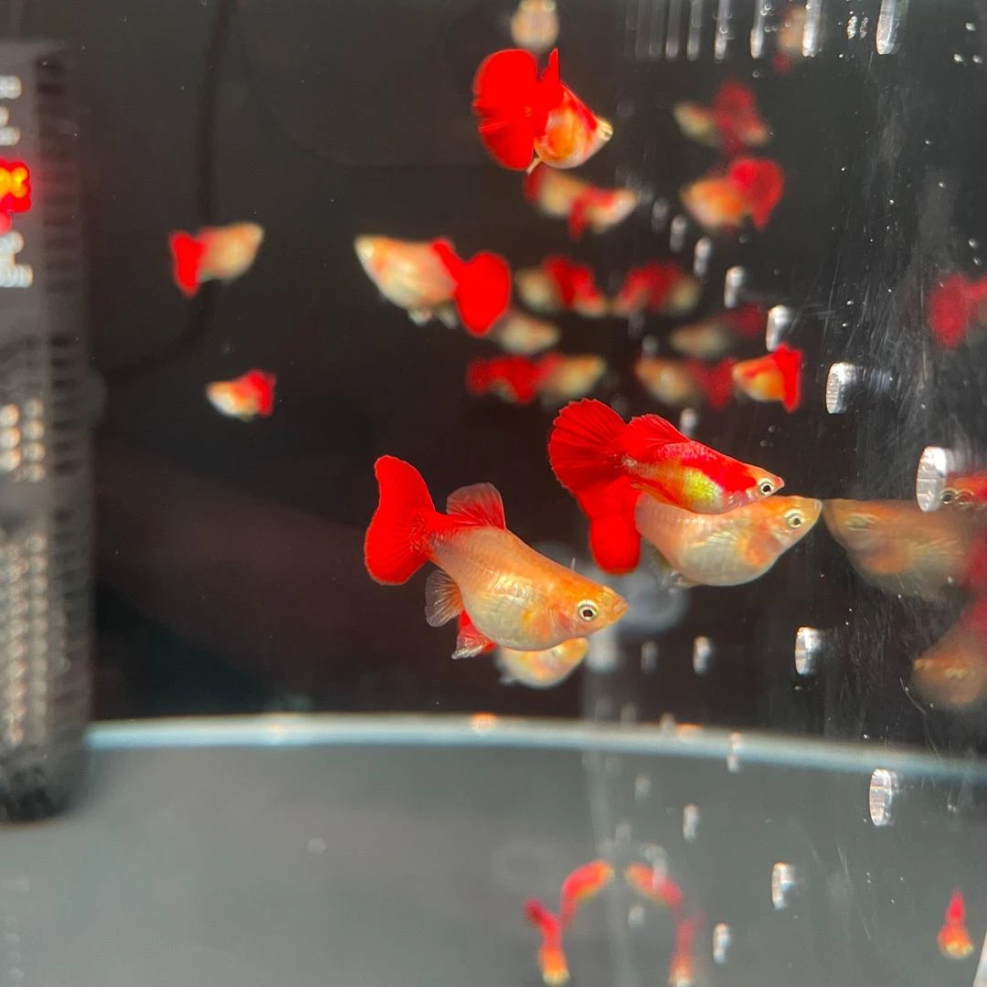 孔雀鱼黄豹球鸿运当头搭对3-4个月鱼龄2.5-3cm纯种公母搭对热带鱼