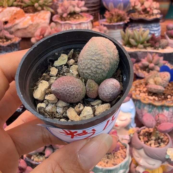 一物一拍，感谢支持