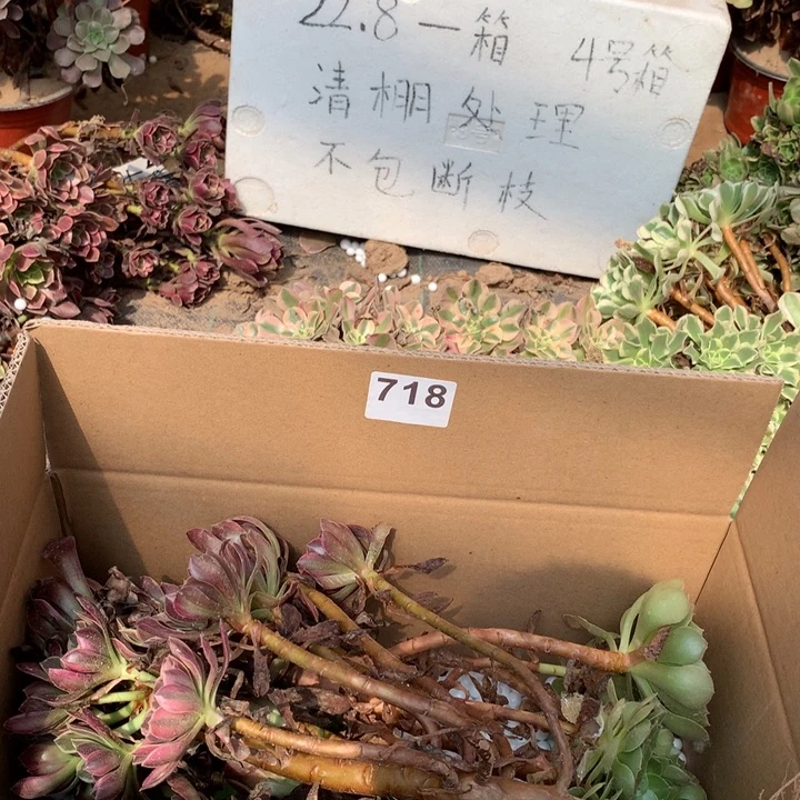 718三颗法师多肉
