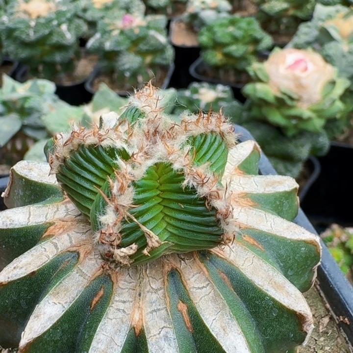 无花朵852苗接五星花龙