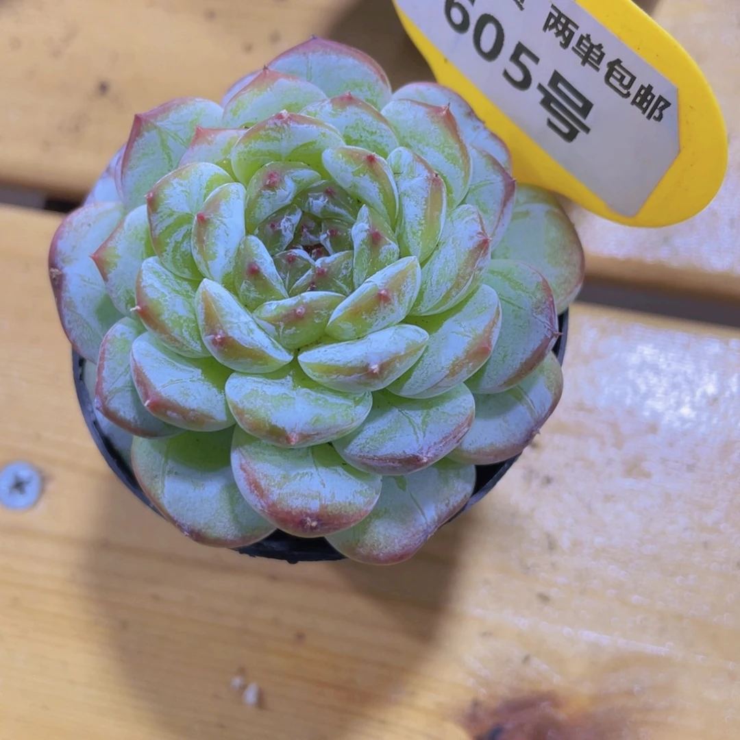 605号 孤品绿透钻石新品