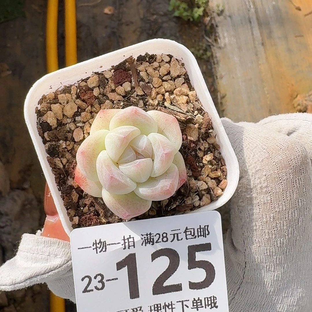 冰玉无盆土发货无