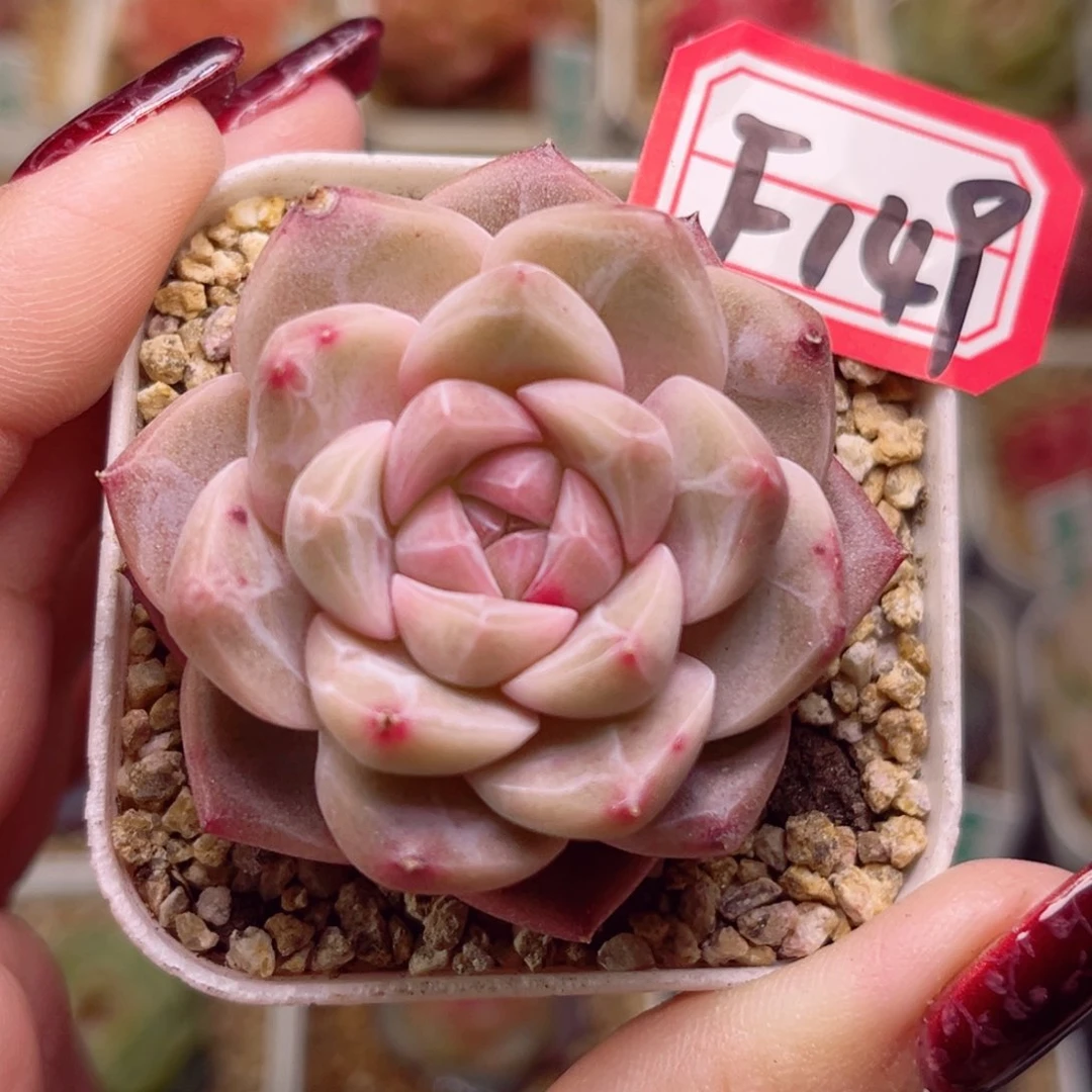 F149一物一拍 井中月