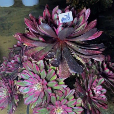 紫霞仙子多肉植物73多肉不包断