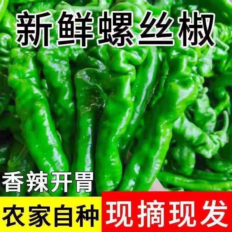 新鲜螺丝椒薄皮微中辣青椒农家自种当季蔬菜现摘现发