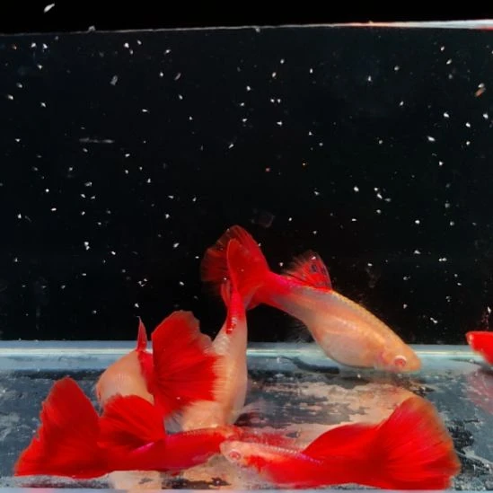 孔雀鱼血红三对8888