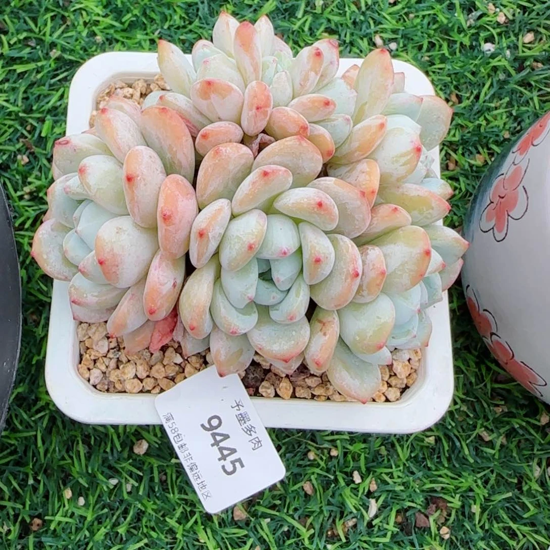 冷香朵缀，9445多肉