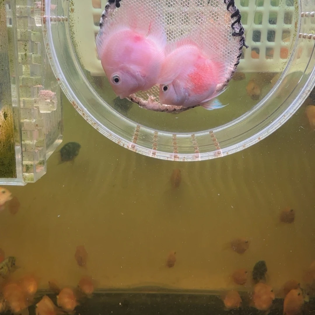 鹦鹉鱼胭脂粉一对