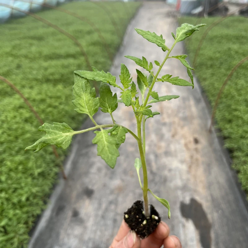 （5棵首福利）千禧圣女果秧苗超甜小番茄苗正宗爆甜薄皮带土