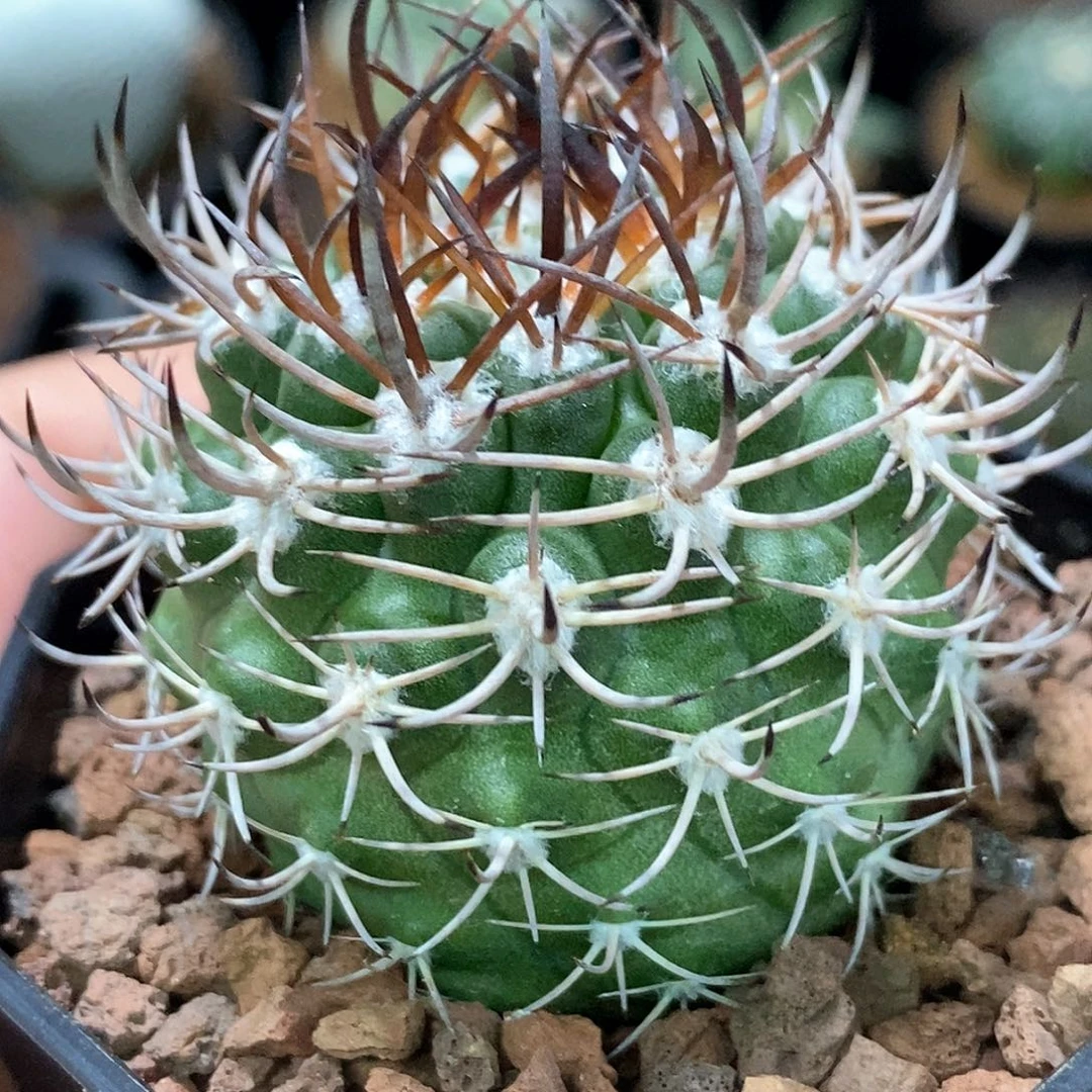 孤品实生特选株控养狂刺逆豹丸4.8cm