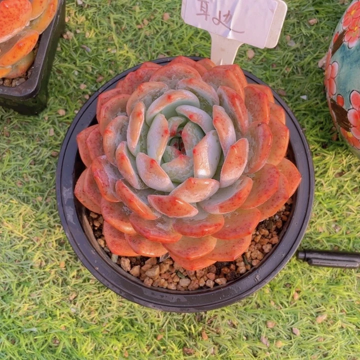 单头橙子老桩 耳边
