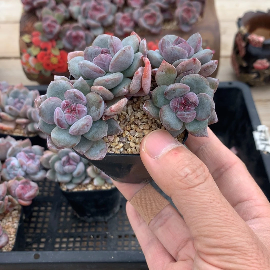 清***风清风突尼斯发货多肉