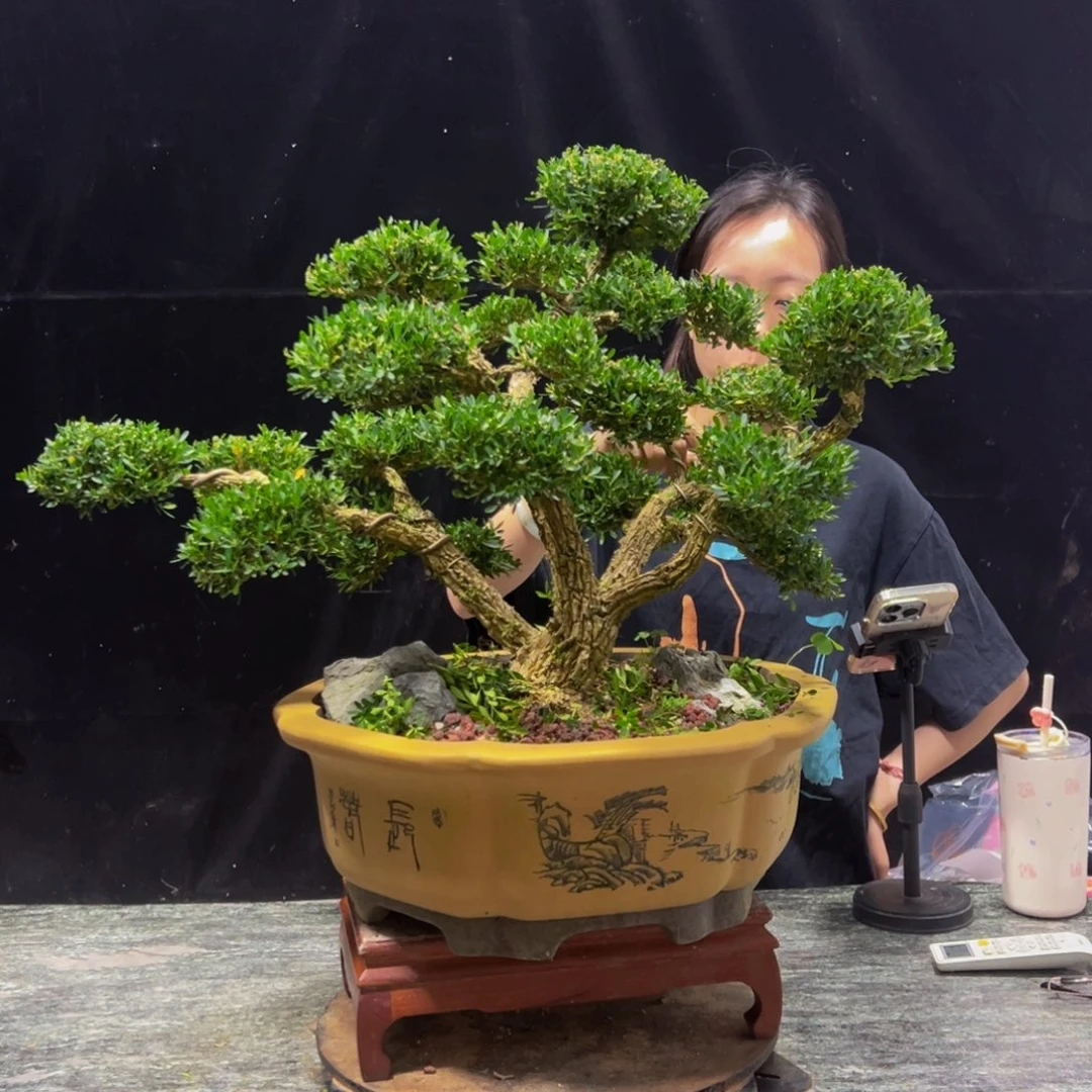 无花朵广东黄杨四季常青