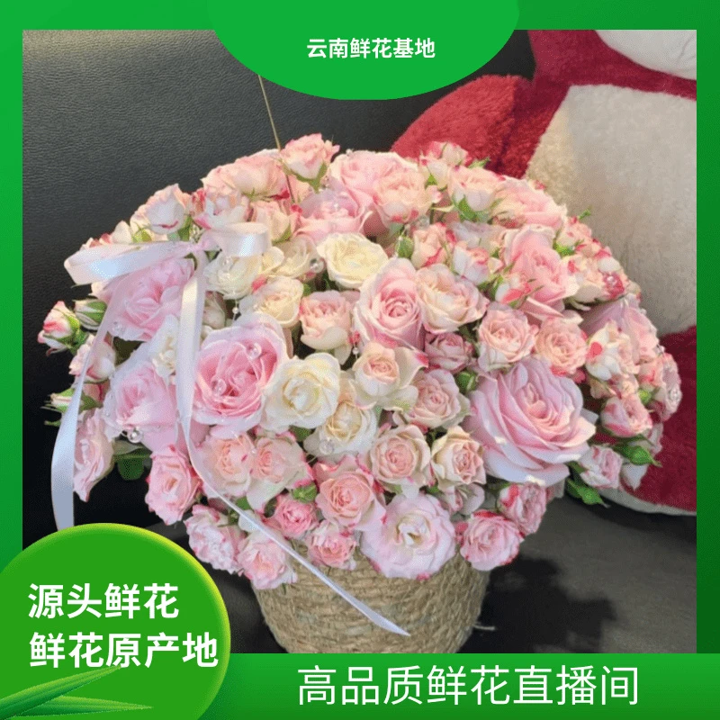浪漫甄选（粉红雪山玫瑰）云南鲜花 任意两单升级冷链或空运到家