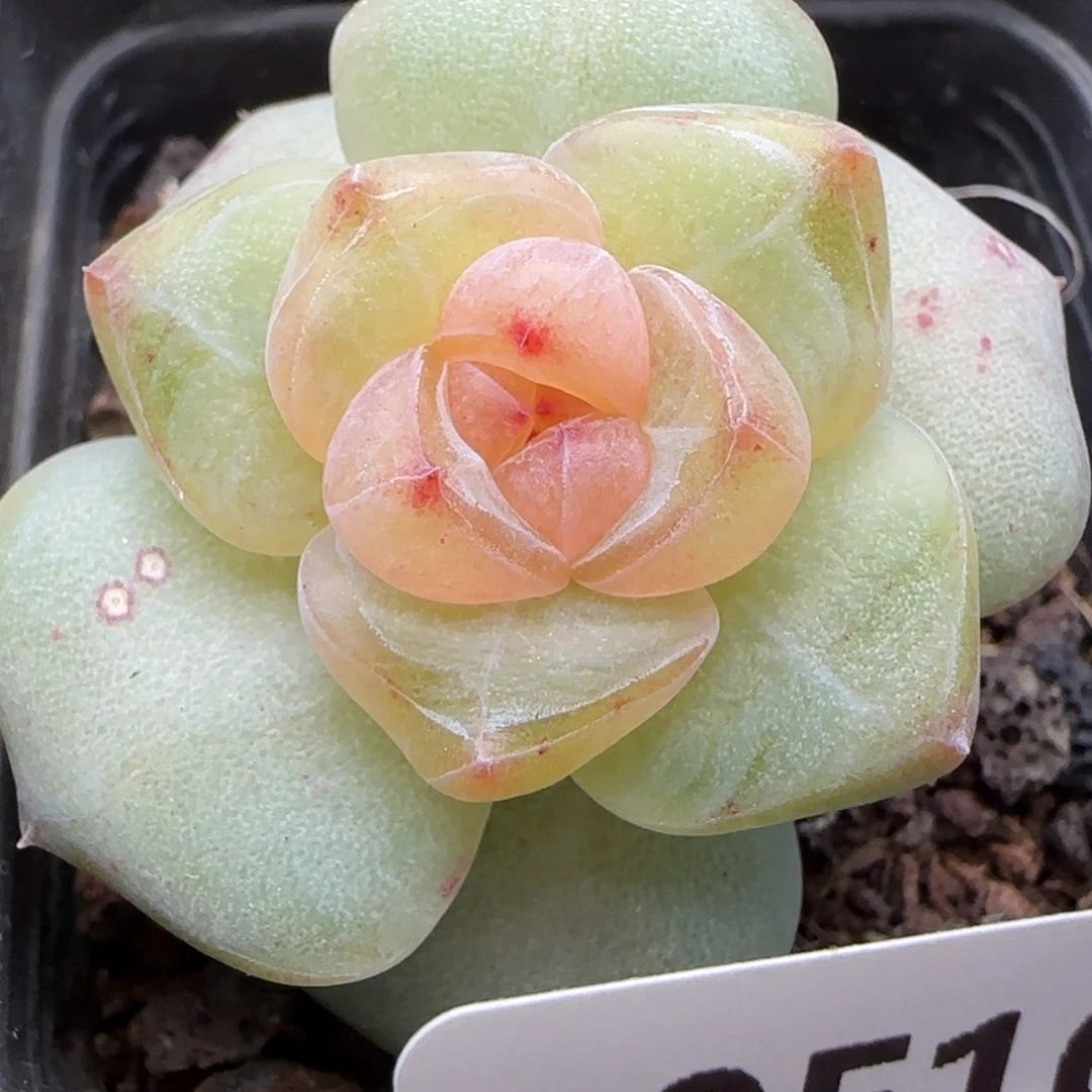 喵***唔【满29包邮非偏远】106