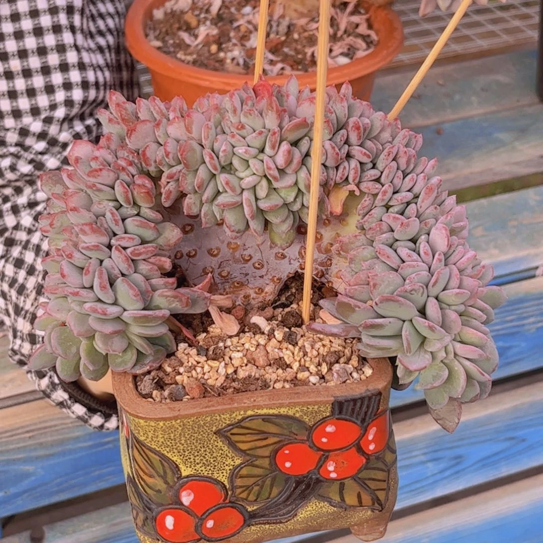 玛瑙缀化一颗包邮