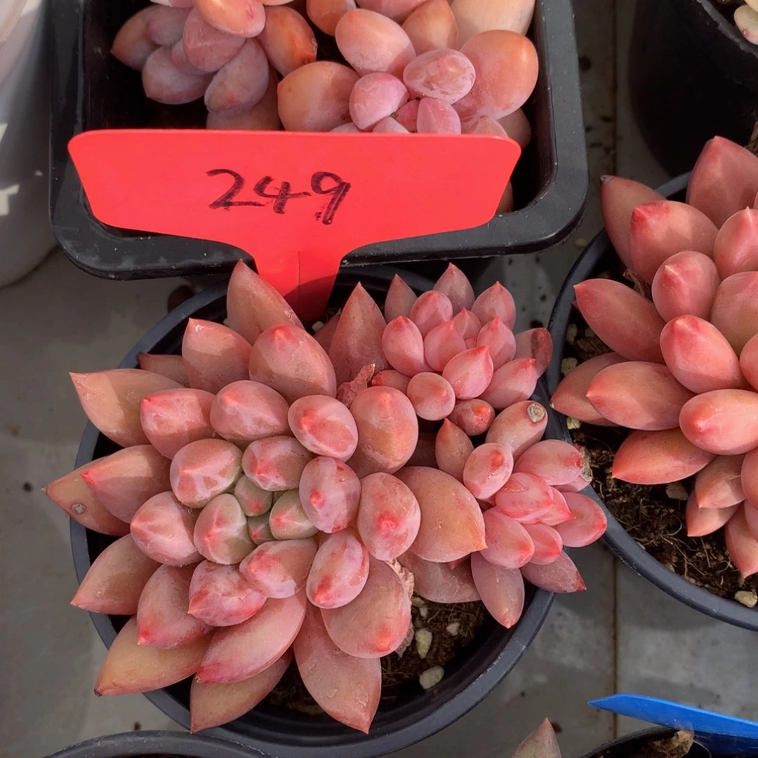 胖体水晶球6262626263636