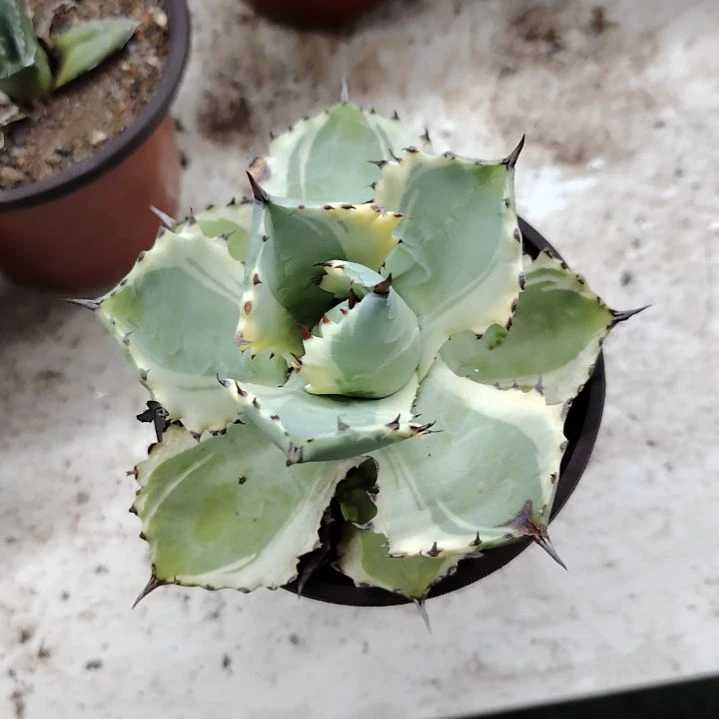 小***儿连刺甲蟹锦龙舌兰