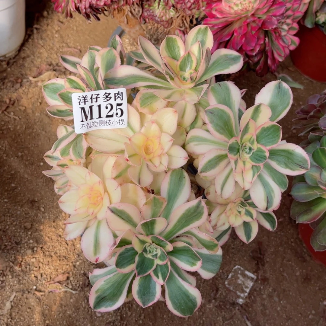 125艳姿 冠幅20左右