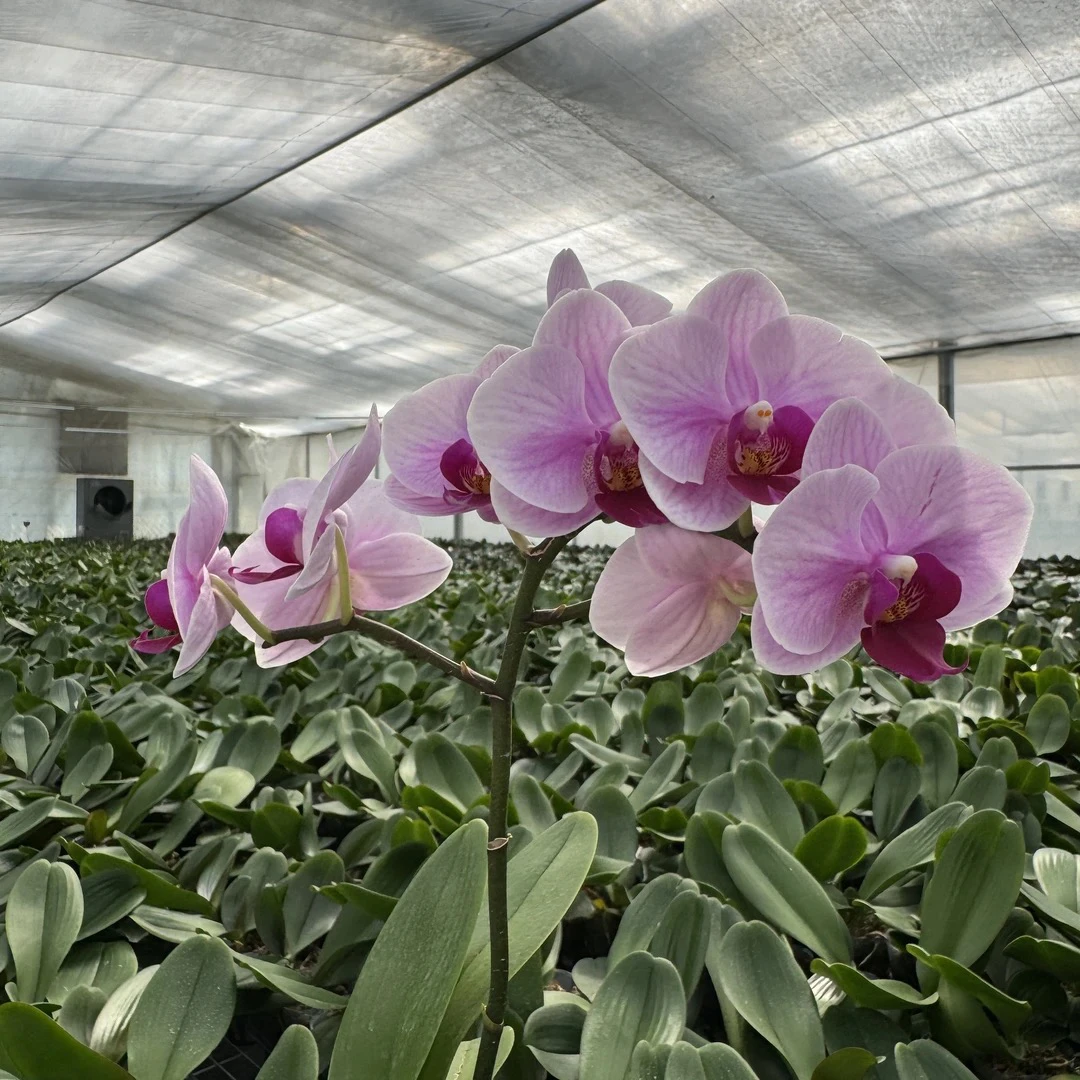 商品兰3.0寸杯，每人限购一单（花卡，慎拍）