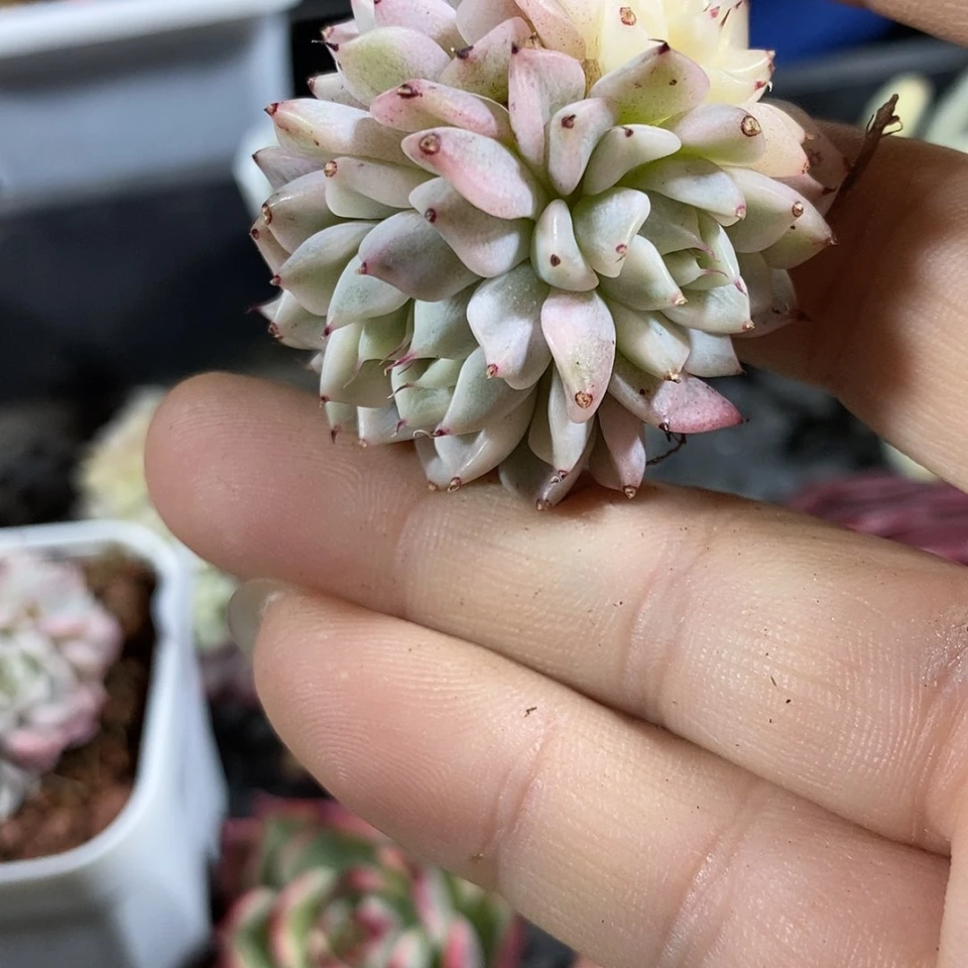 135妲己锦多肉植物哇啦塞