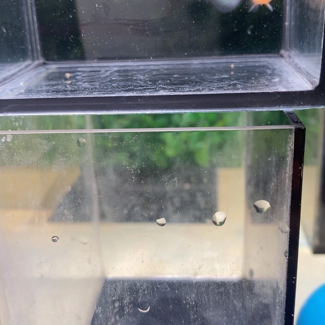 孔雀鱼小蜜蜂玻璃猫一对