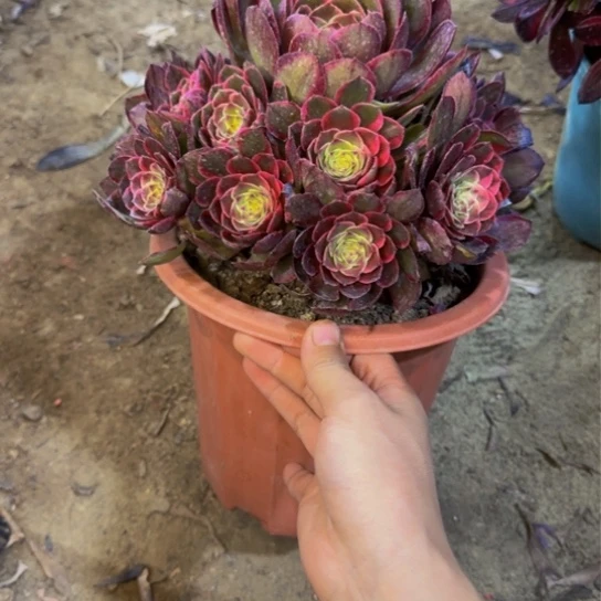 粉花妖12.88加急发明天早上