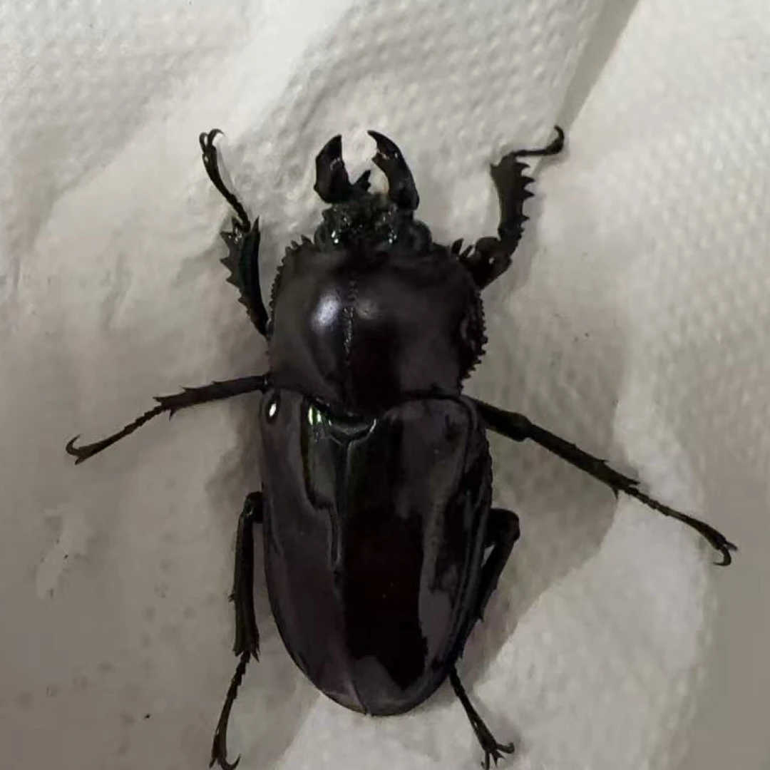 彩虹锹甲 成虫 活体（31号）母36mm