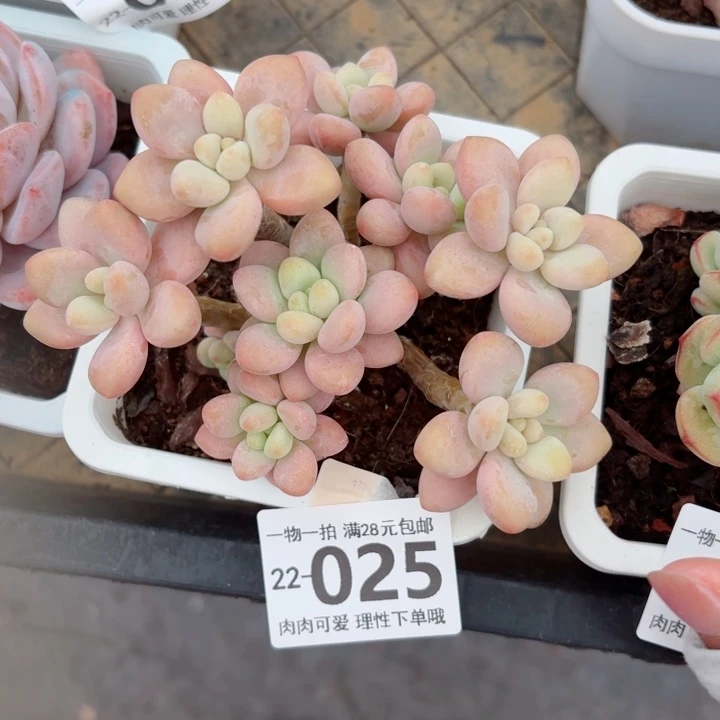 珍妮手指多肉植物多肉多