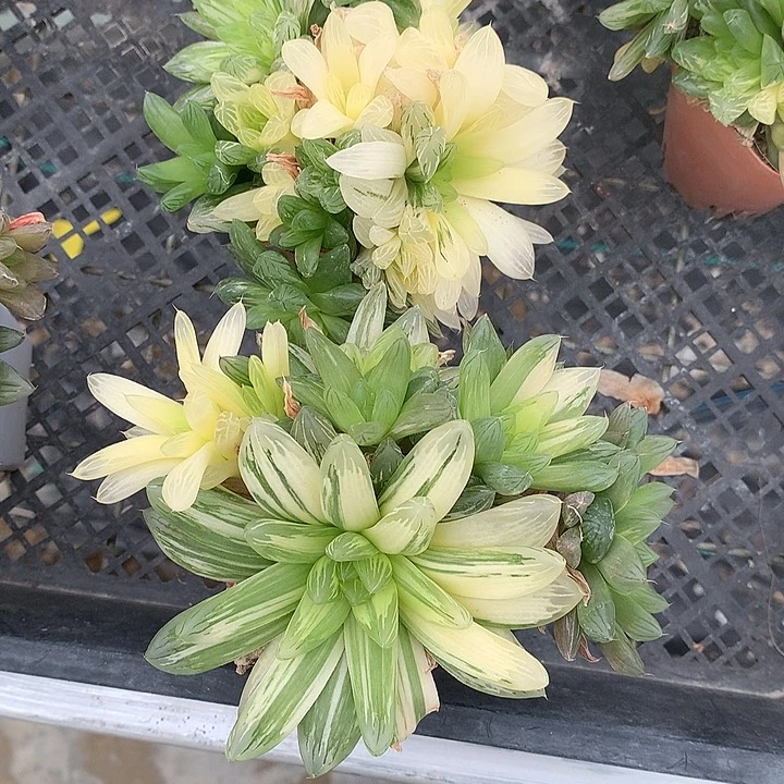 玉露锦一物一拍带盆