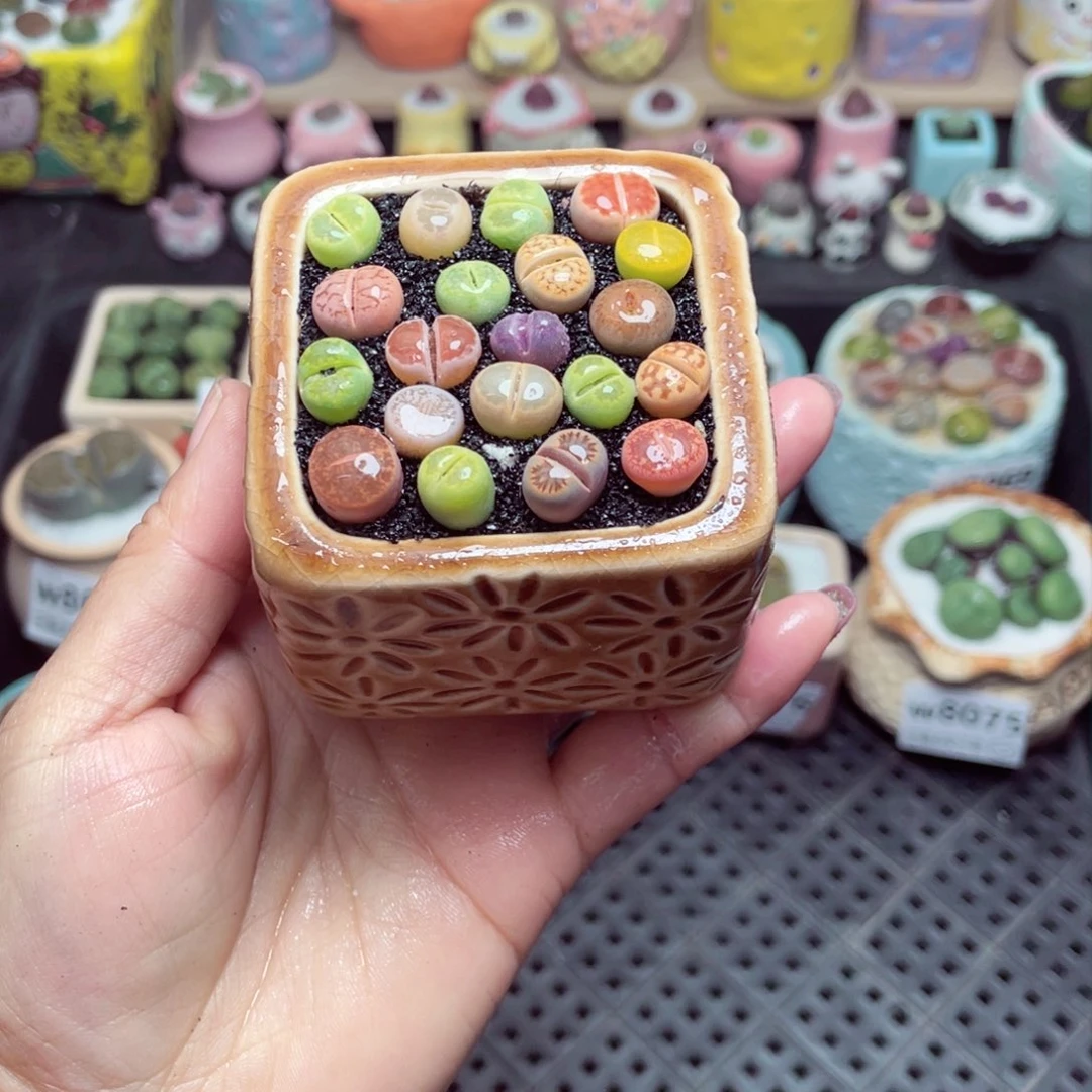 w8078 带盆土发货-零下地区拍保温箱