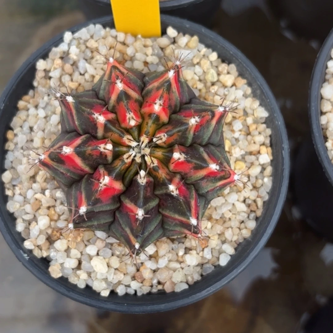 62-1228泰国发货多肉