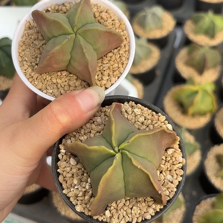果冻鸾凤玉万象盆随机一盆
