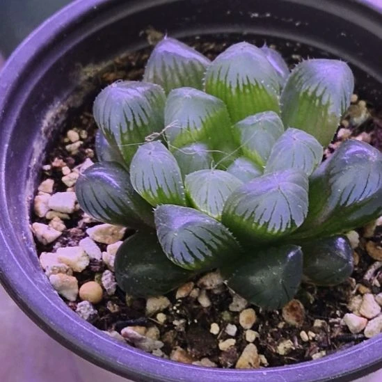 帝玉露多肉植物哈哈哈哈