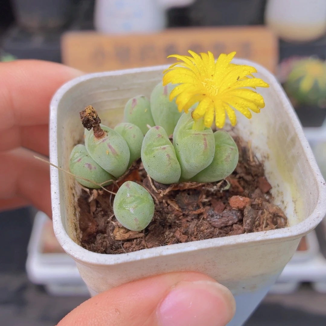 口笛多肉9.9包邮发货