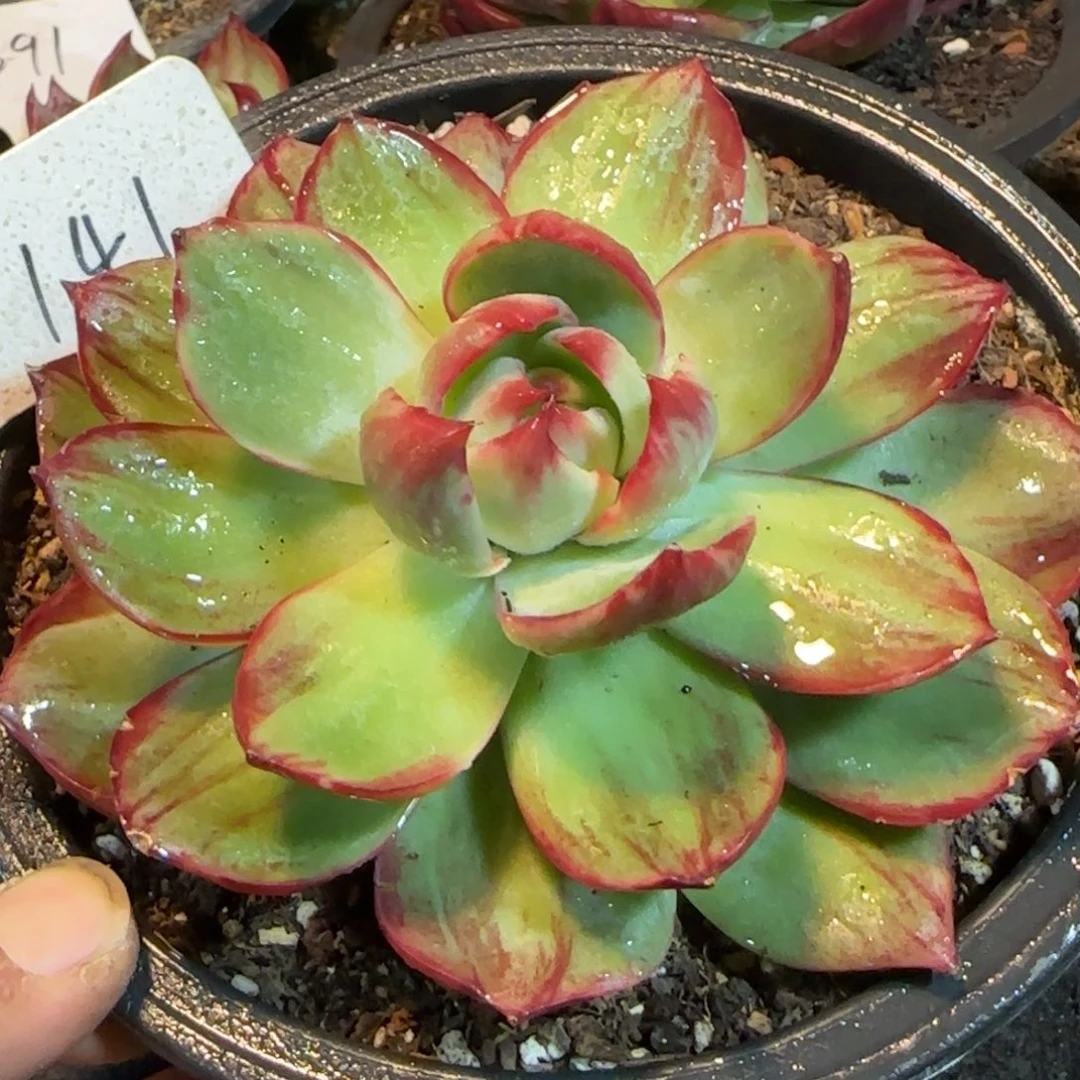 惊鸿一物一拍包装收缩花旱141