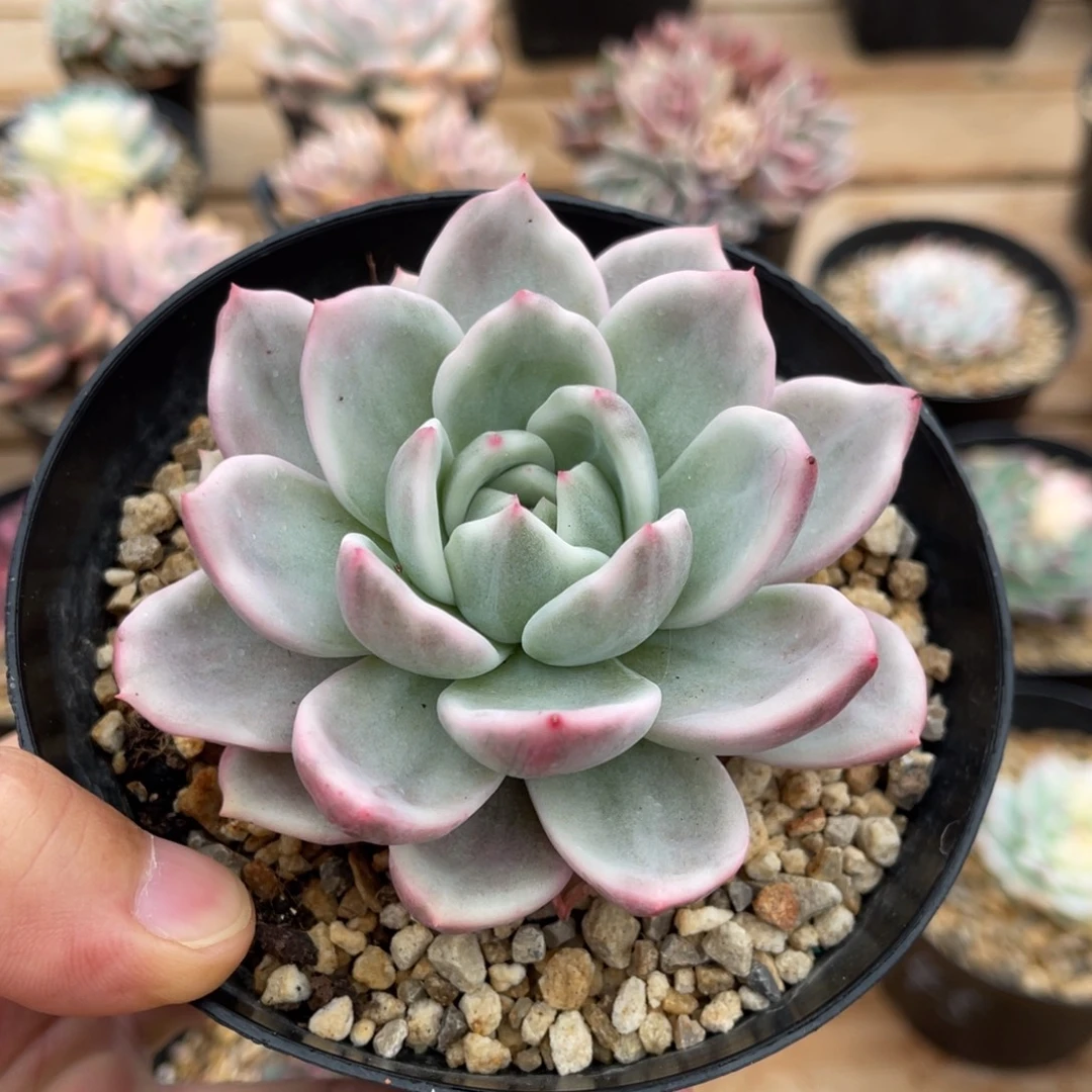 香槟锦一物一拍不支持退换