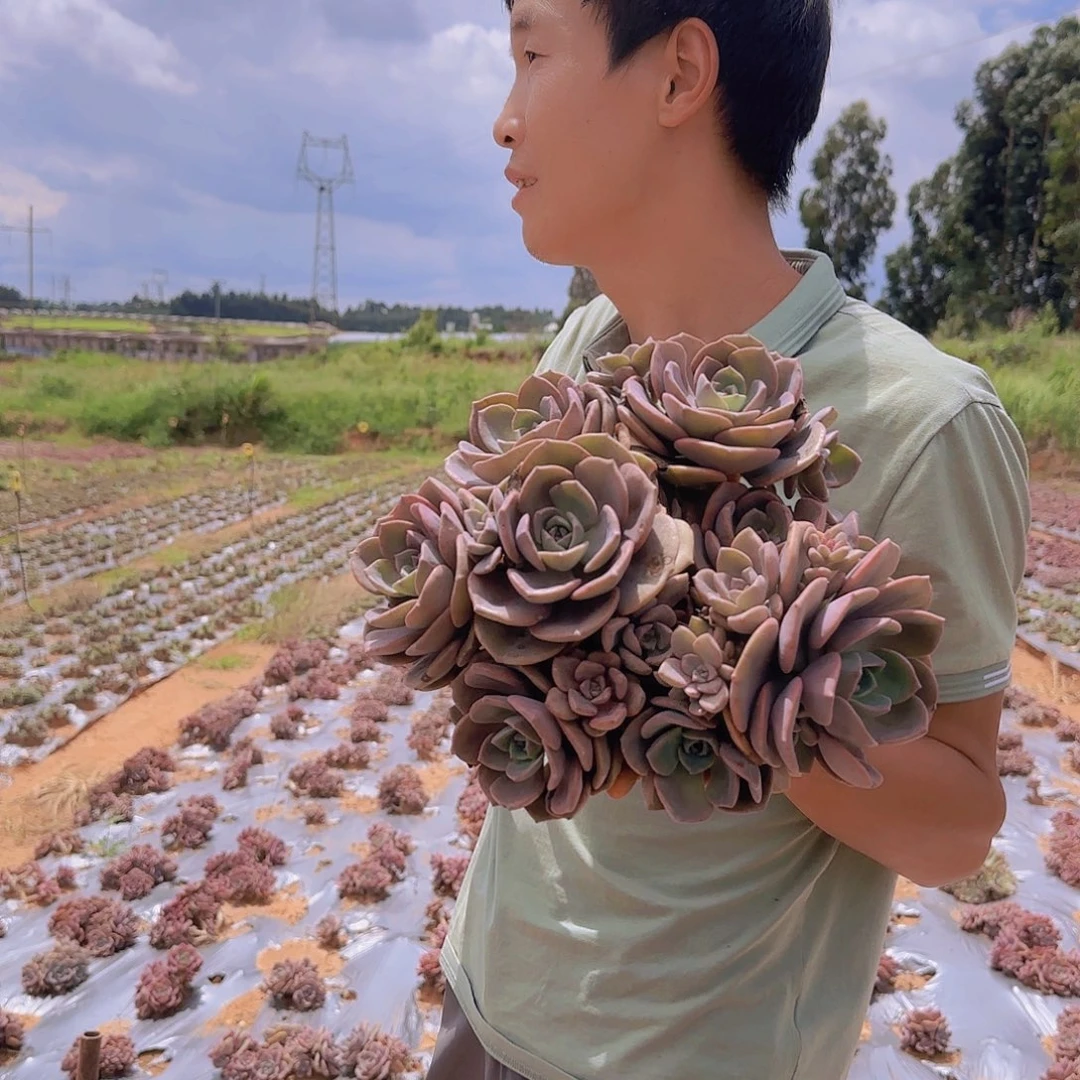 地栽彩虹糖多肉多肉