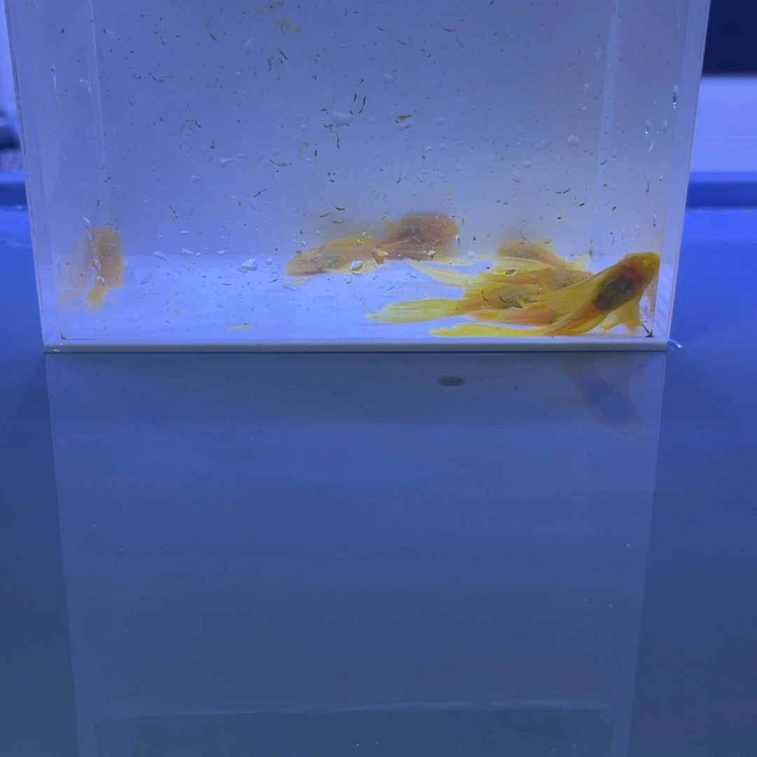 孔雀鱼大帆5胡子5开箱视频报损