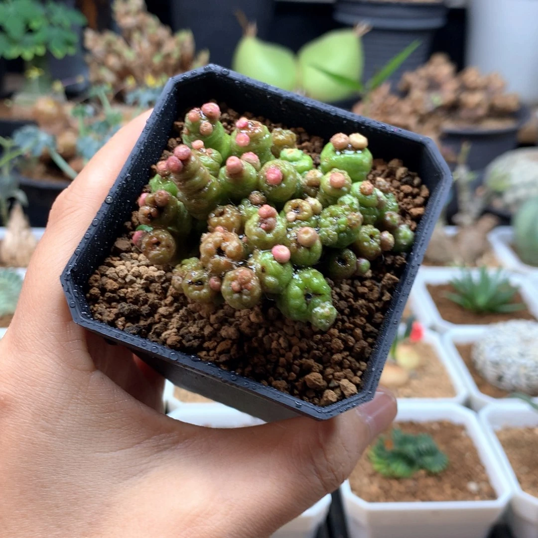 高沙石化小红点特价脱土