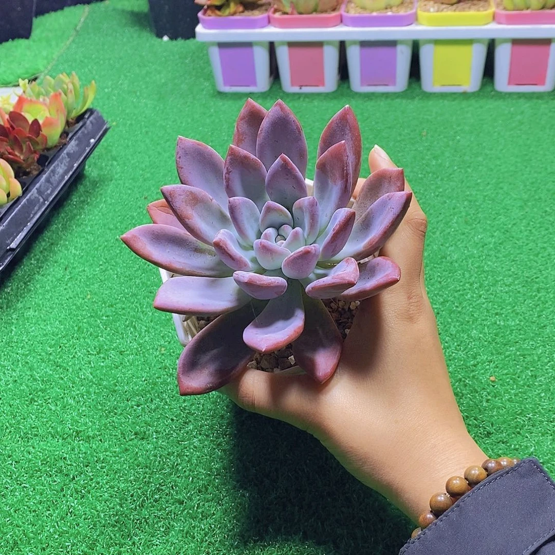 无花朵多肉植物 奥普琳娜120