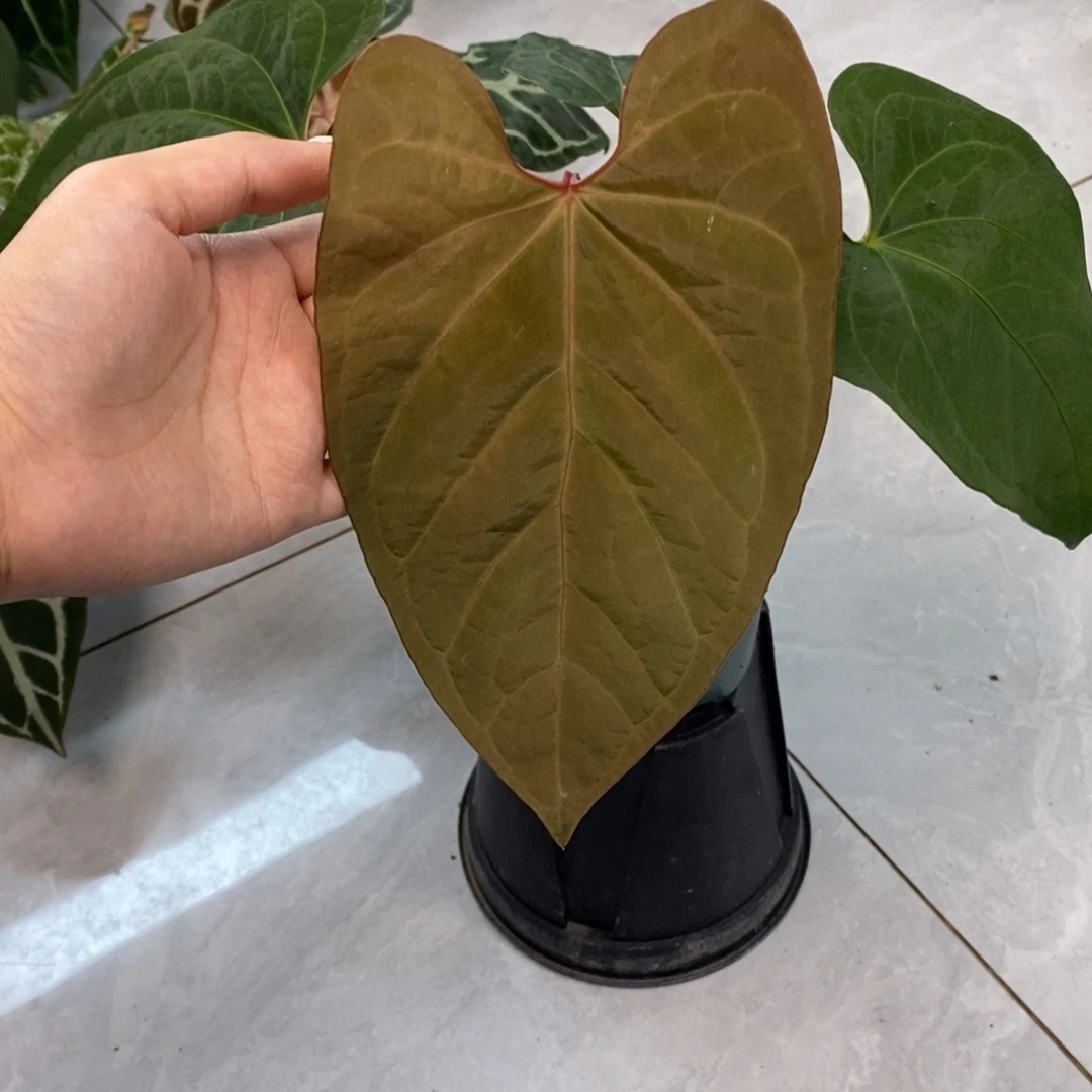 不开花植物福分杂（无售后）（两颗包邮）