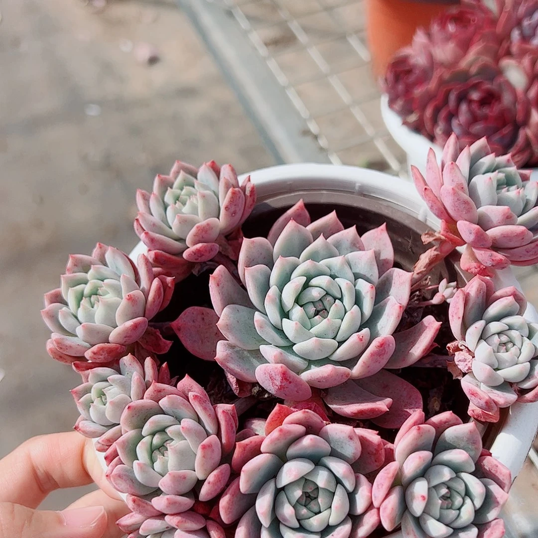 霜花多头造型精品特价