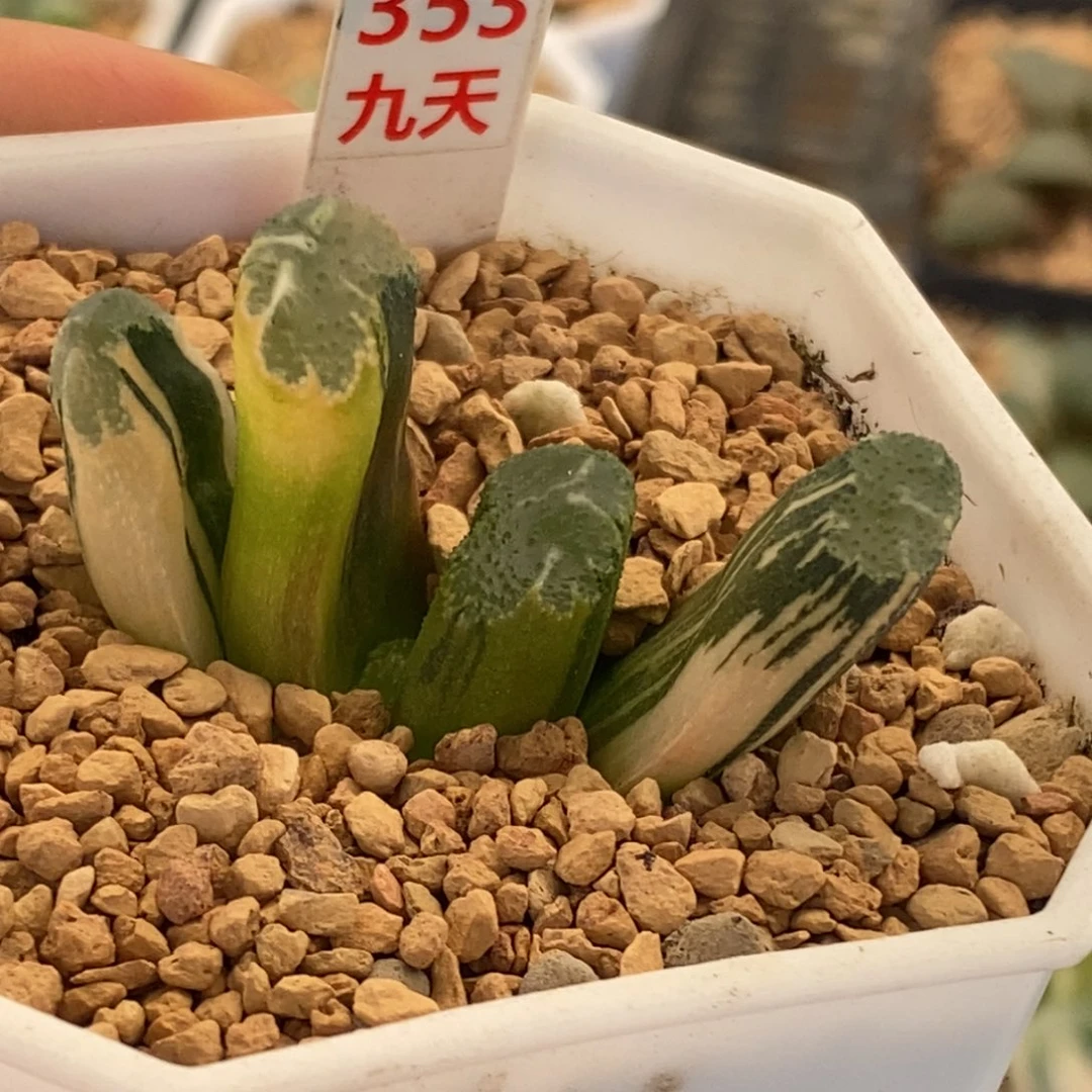 353号荒肌玉扇锦多肉植物