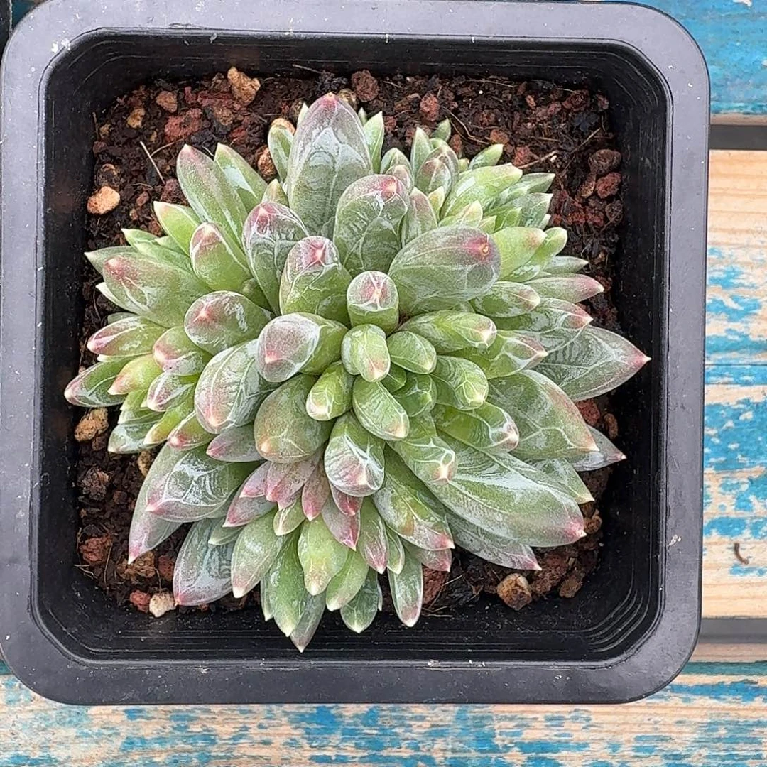 从前慢多肉编号炫彩星小群