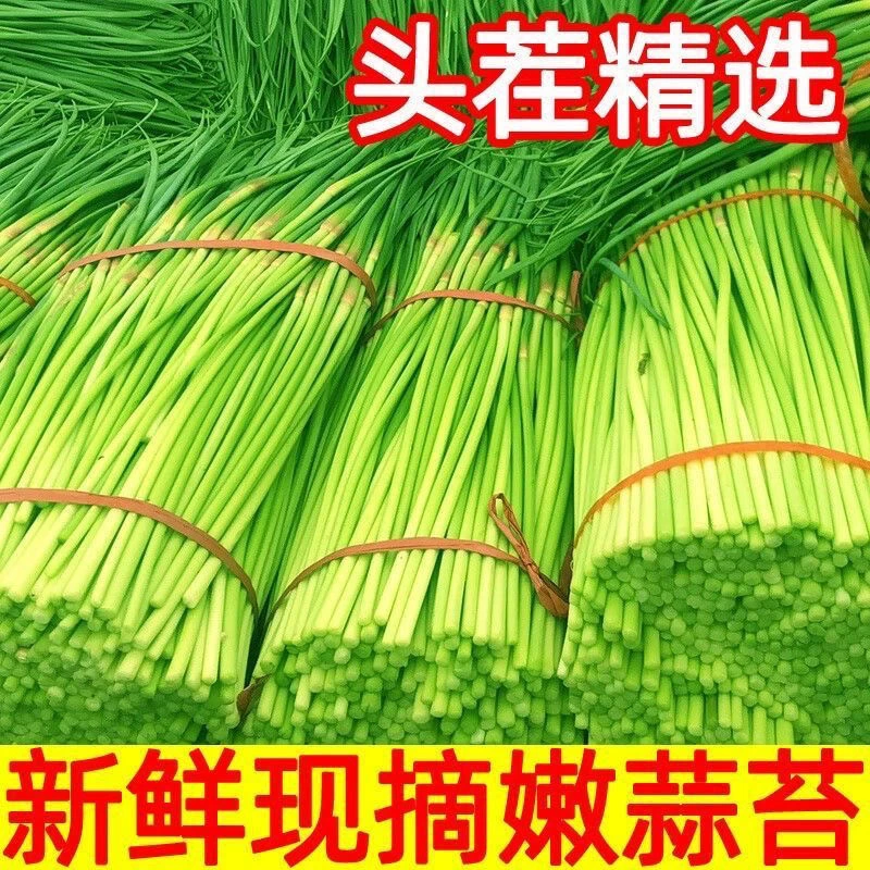 河南露天种植红帽蒜苔现摘现发