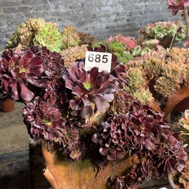 685花那缀多肉法师有伤