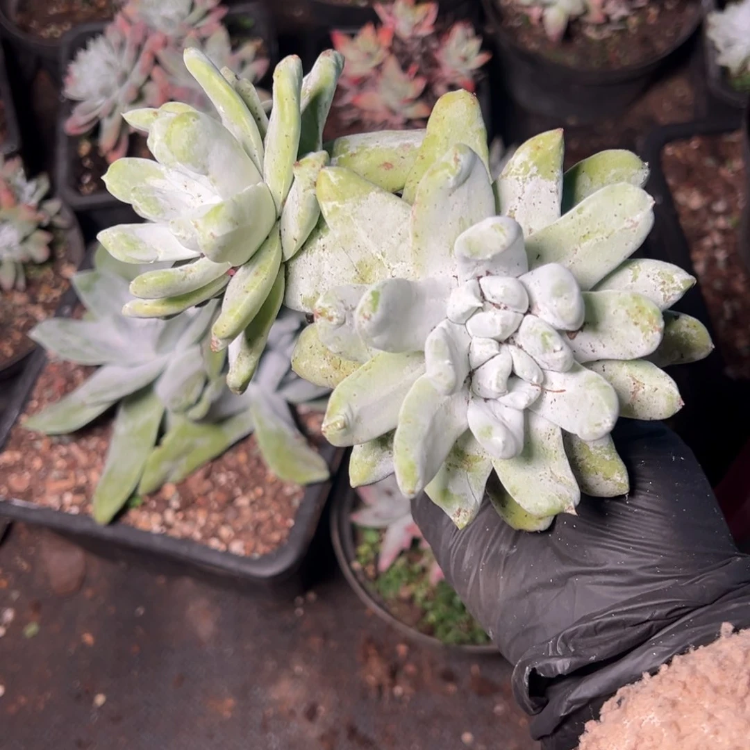 5042哈哈哈哈哈哈哈哈哈